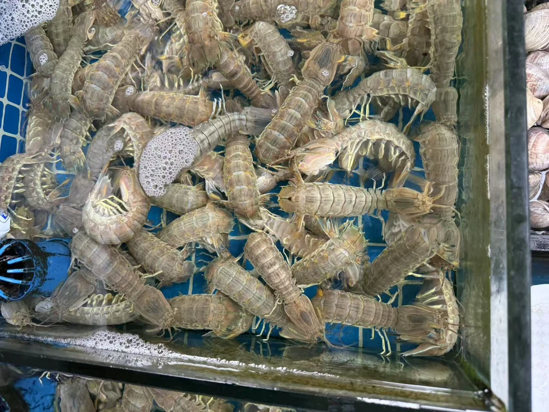 爆膏满膏濑尿虾 顺丰速达 压冰活发