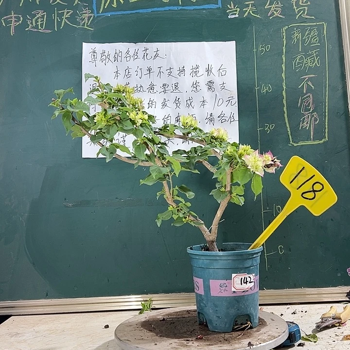 当前无花栽培后可以开花怡锦 小树头 118