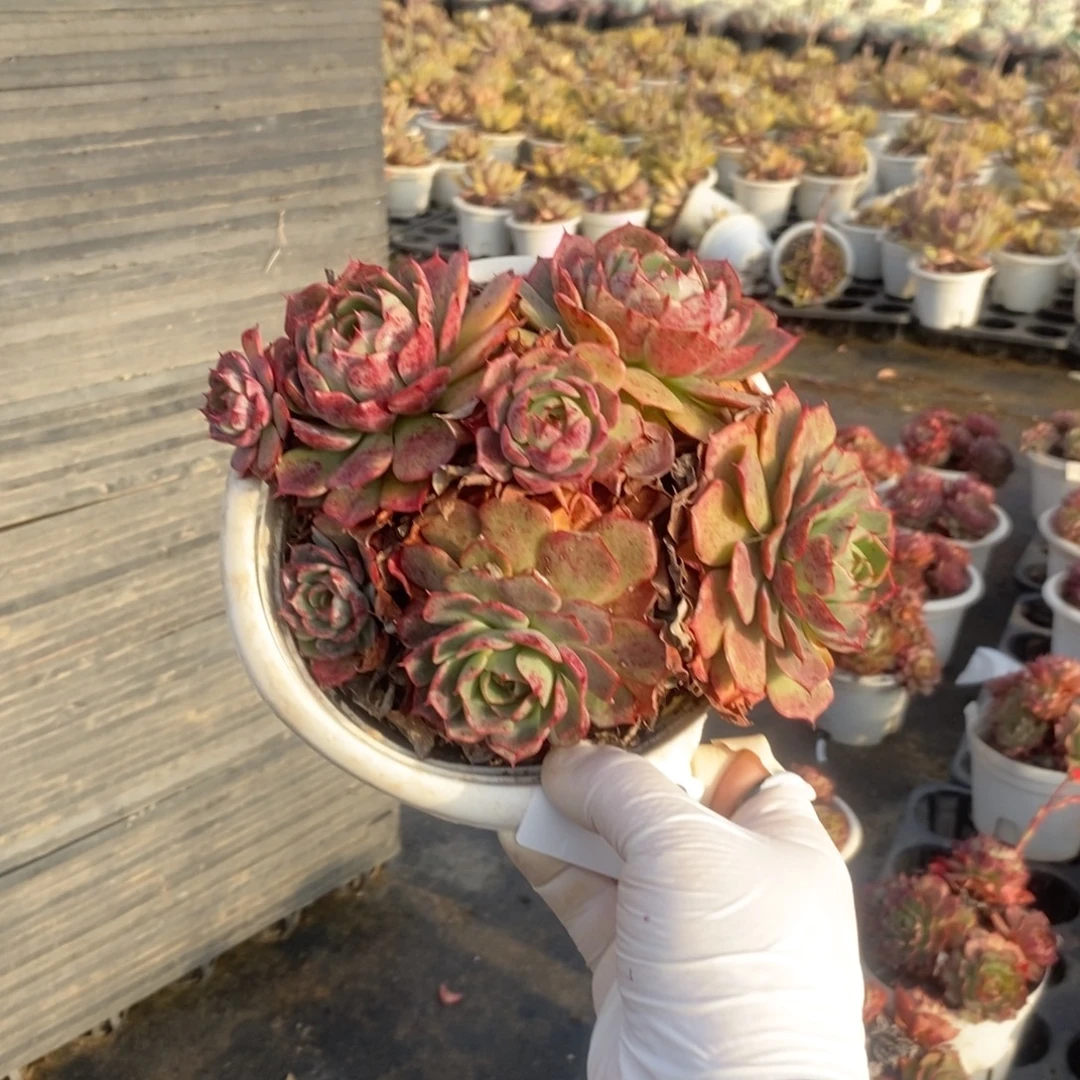 4352贝拉多娜一物一拍