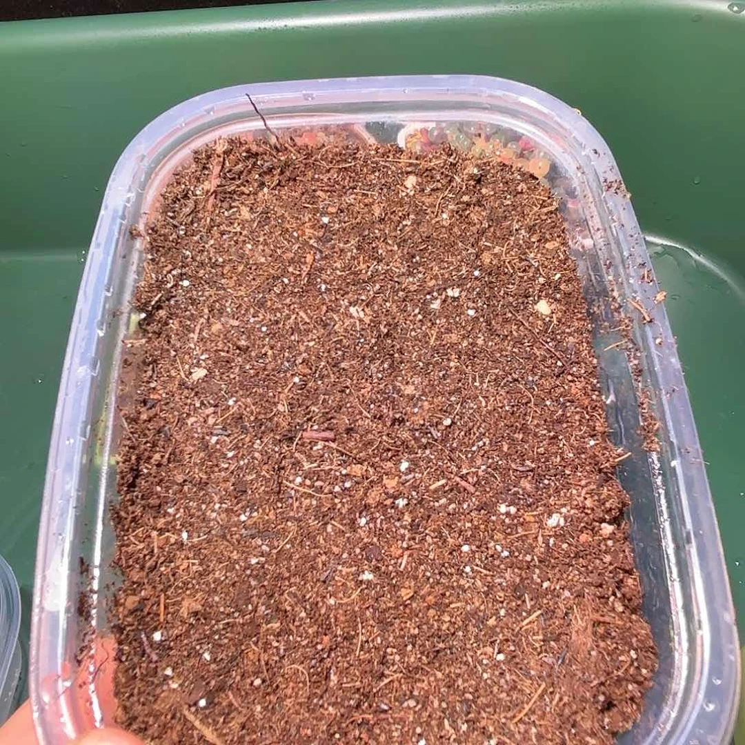 媚**学1套播种套盒