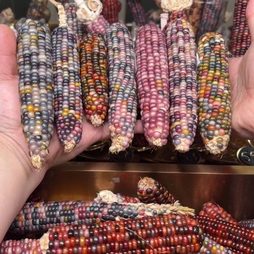 柏香籽/百香籽吊坠钱**来