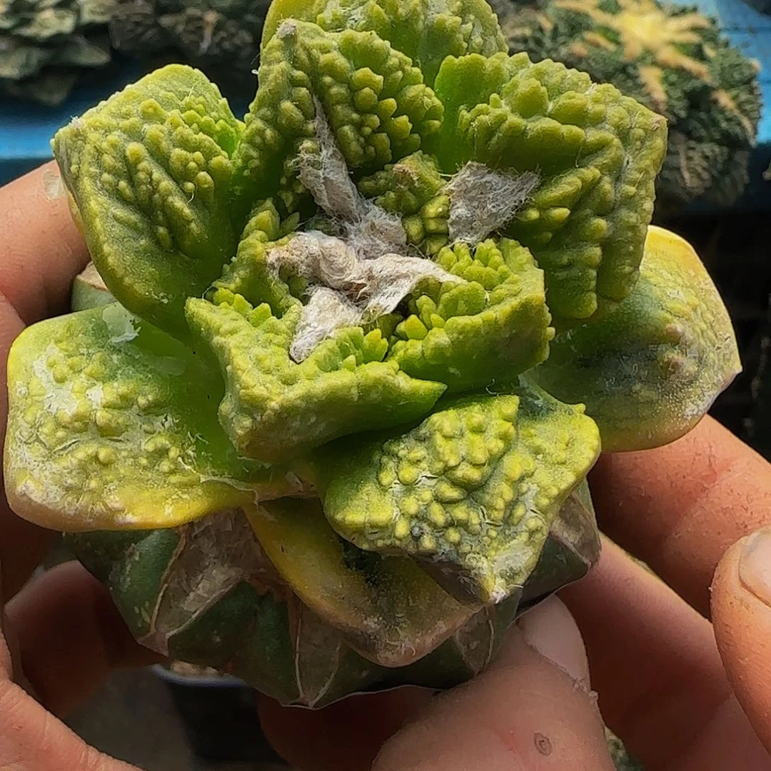 龟甲哥锦653仙人球开花