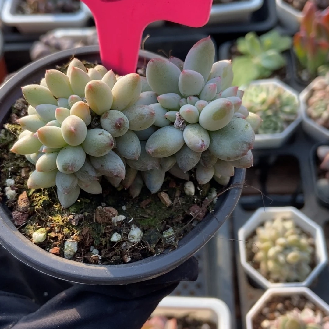 3所罗门缀多肉植物