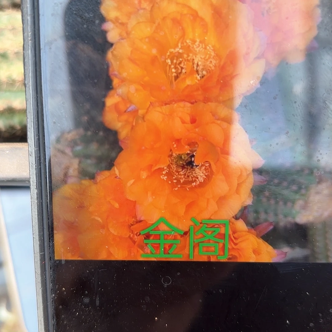 金阁仙人球20包邮1