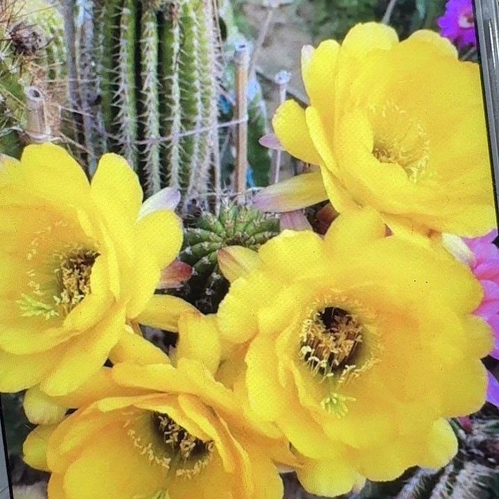 黄金酒杯侧芽5公分左右毛花柱