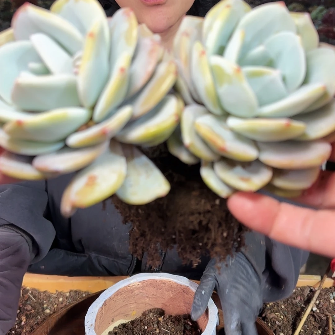 奶茶， V型2头58.8      肉