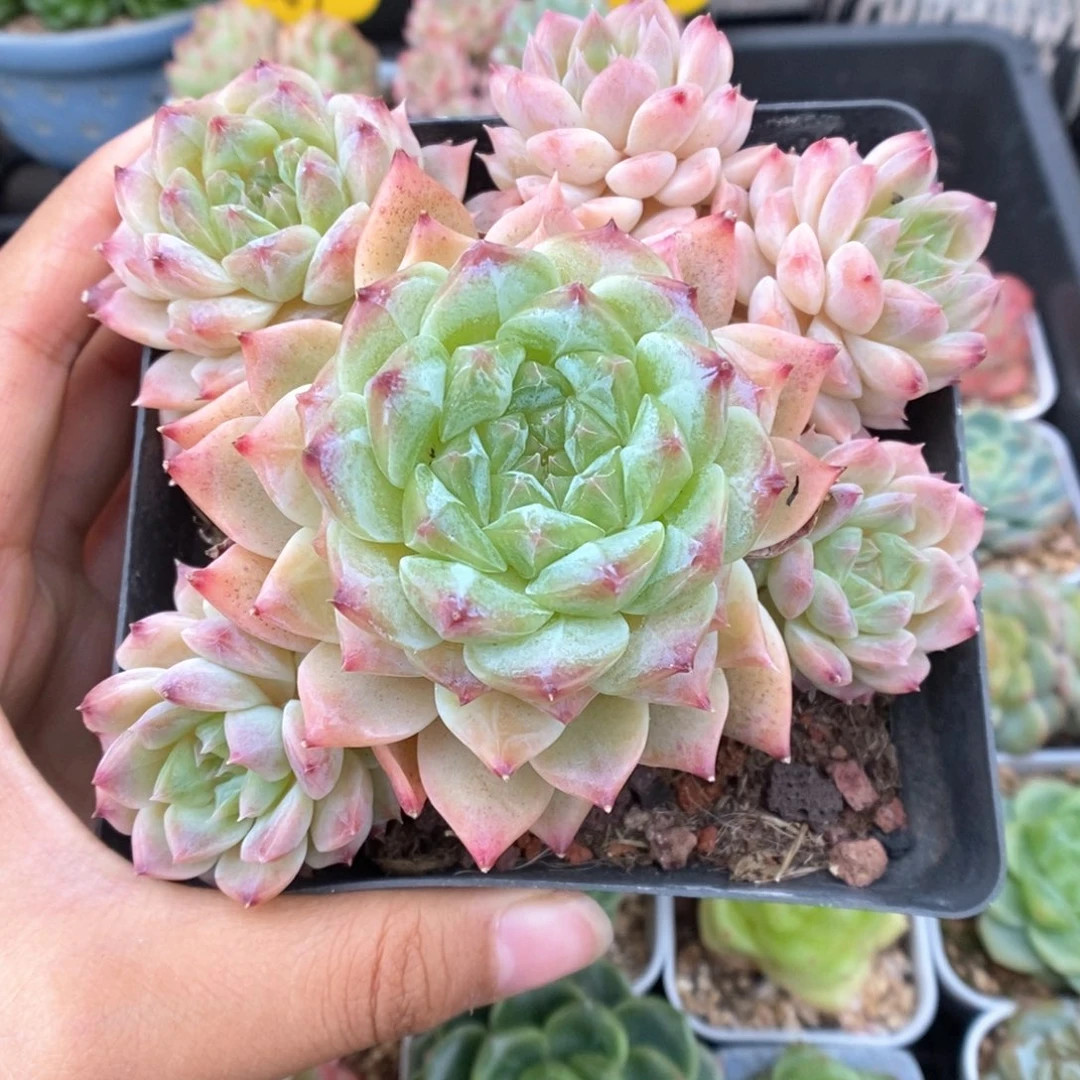 捧花糖心冰魄群生1425号