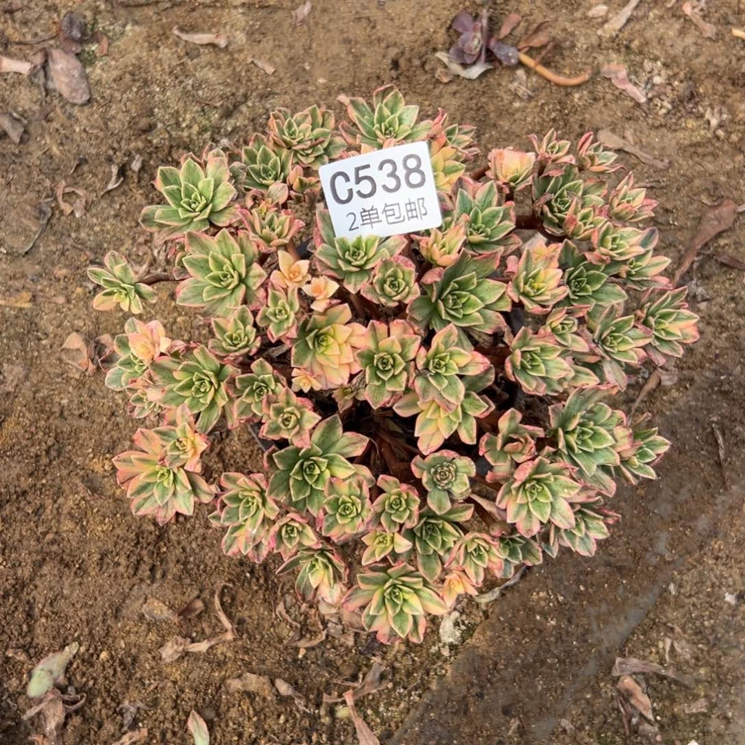 538多肉 甜茶不包断头