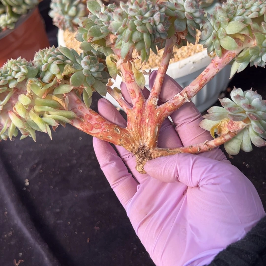 黄钻 新年快乐 新年快乐