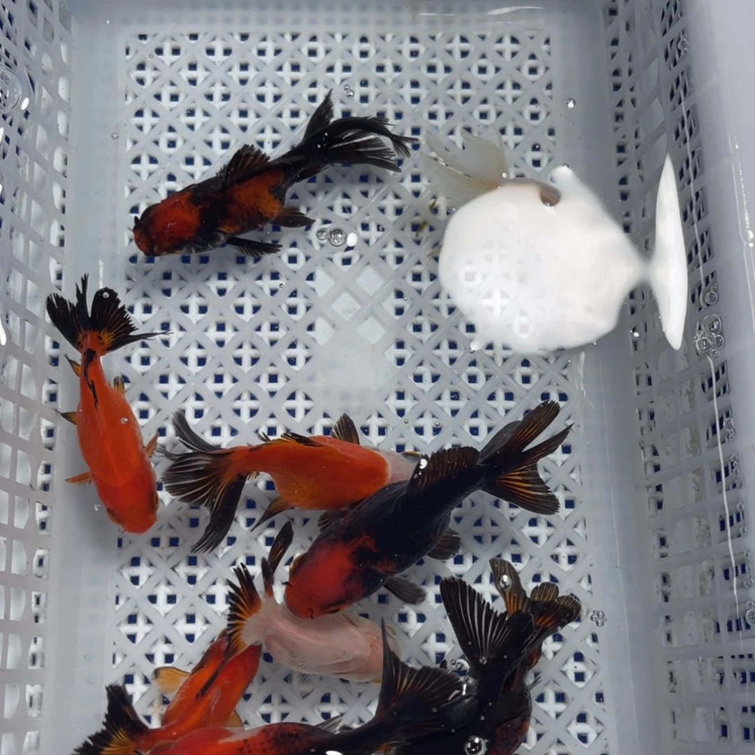 海水鱼花泰狮金鱼2号