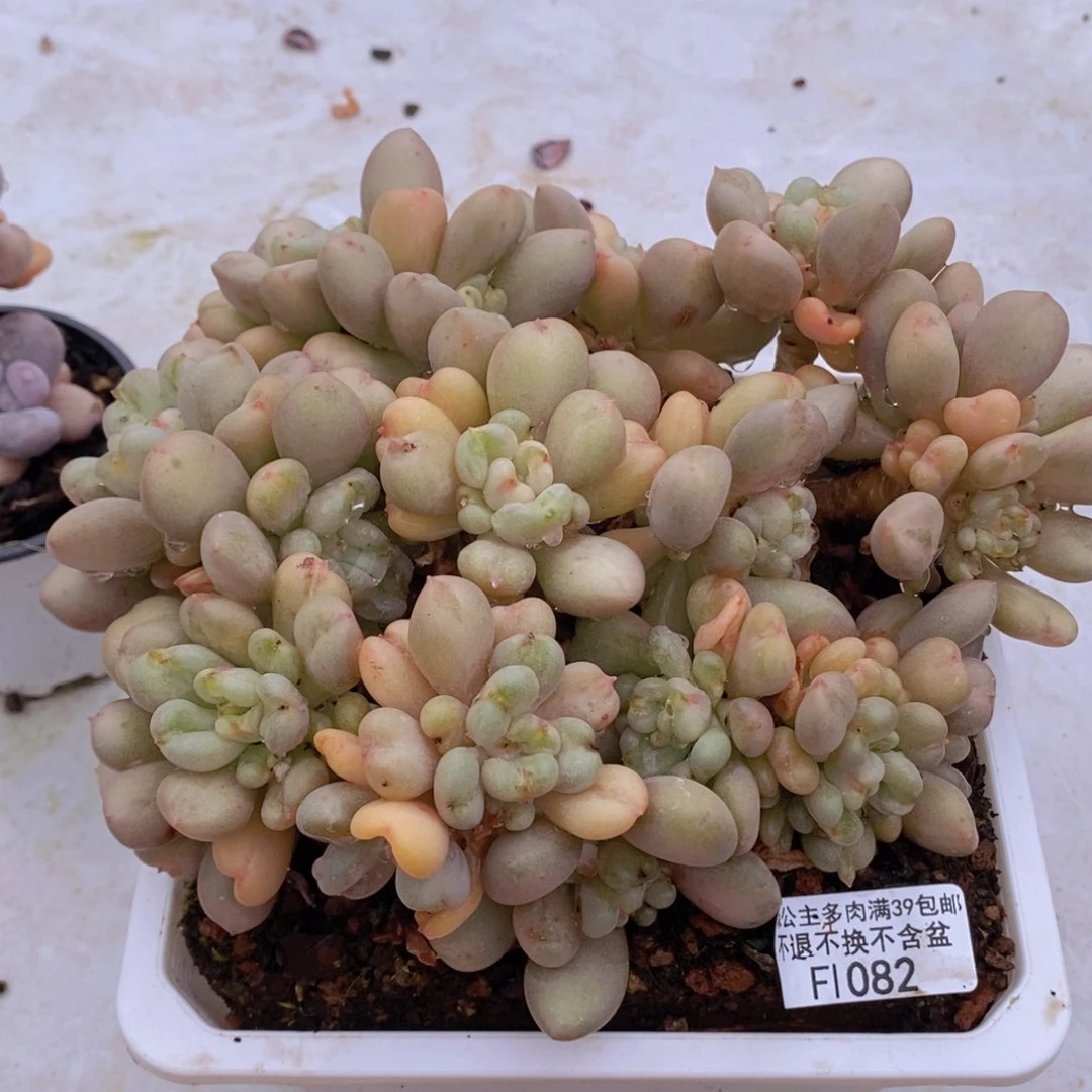 比尔盖茨16cm1082多肉植物