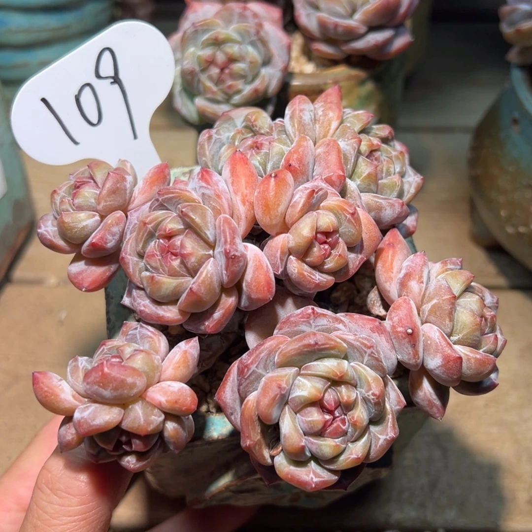 109号九头模特绿油