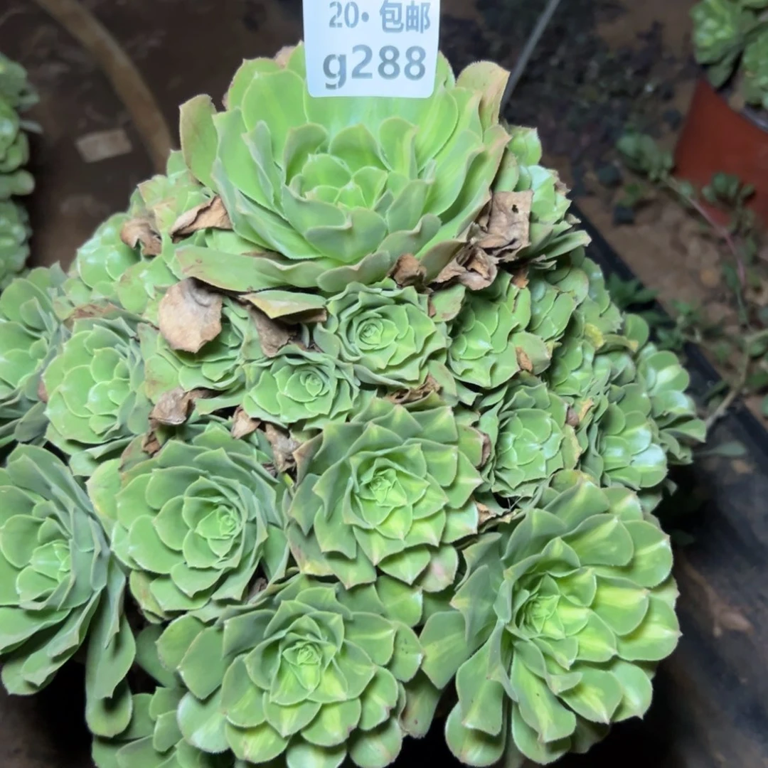 失***舂288绿杨蓉，多肉法师