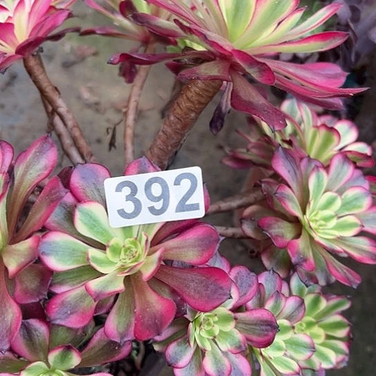 孤***f多肉植物一个维纳斯392