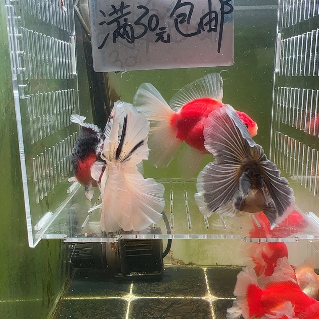 金鱼百褶泰狮压成8