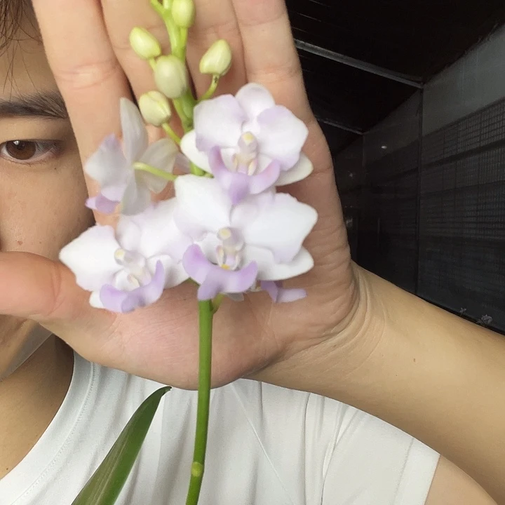 大部分开放少量花苞粉猫
