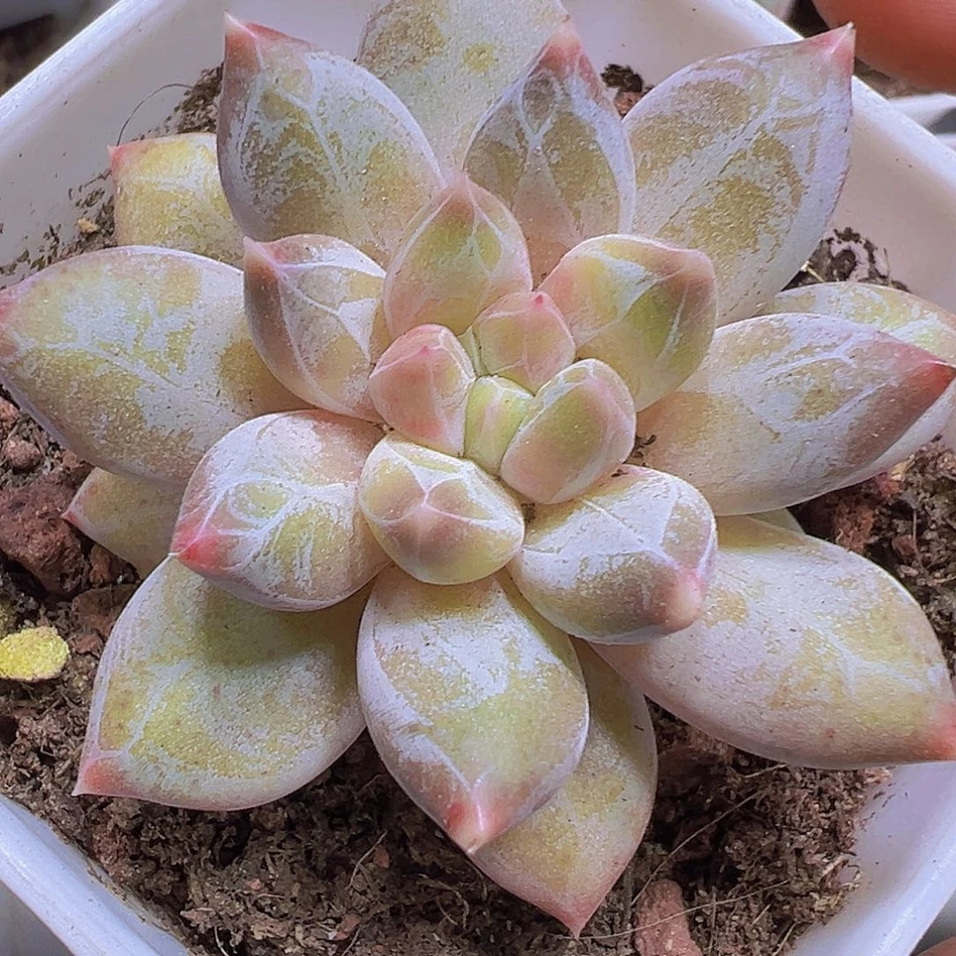 单头幻影19包邮多肉植物