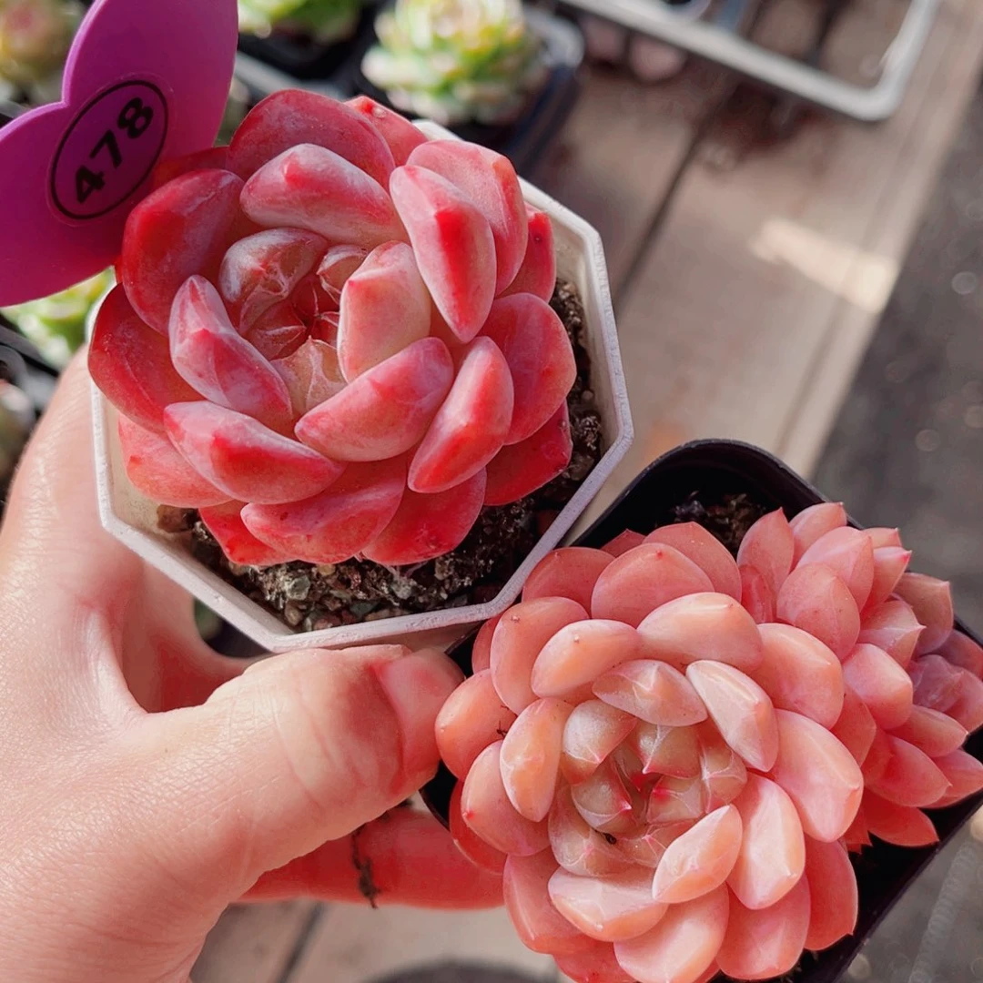 昱****478号小老桩糖心双头