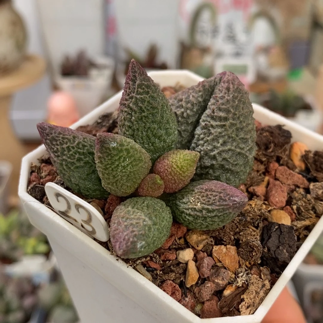 龙胆水泡多肉植物