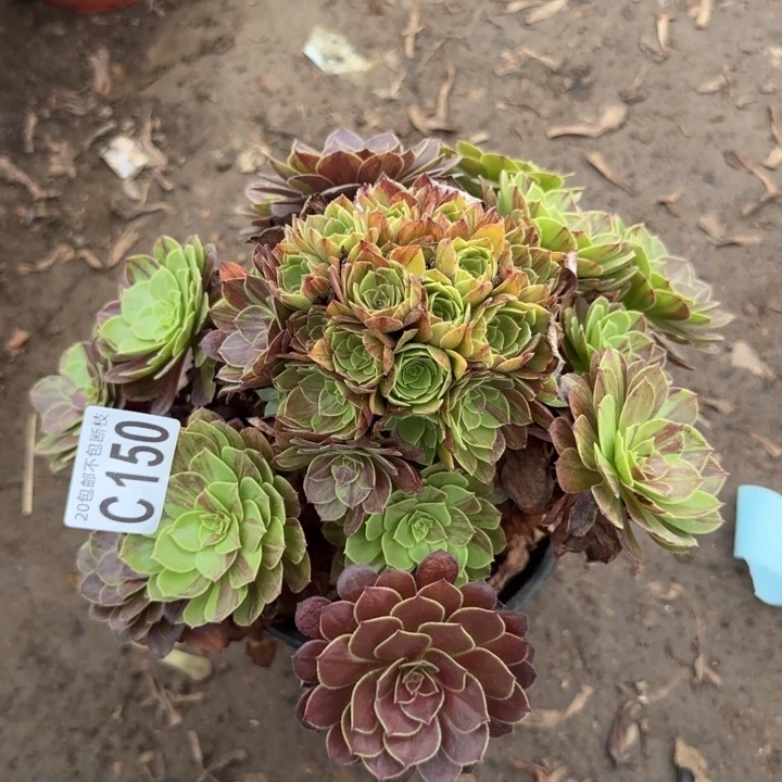花月夜……多肉植物……