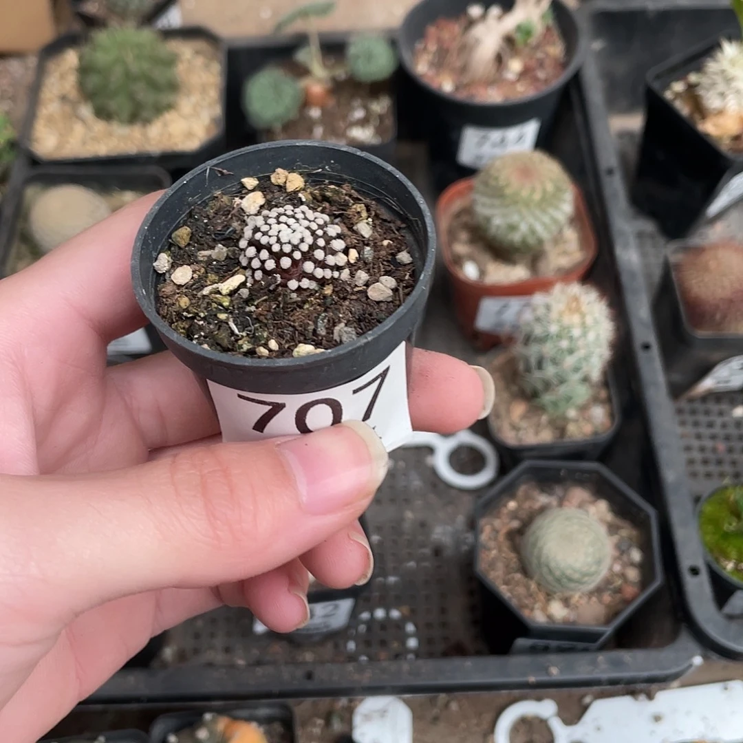 707松针牡丹（满18包邮）