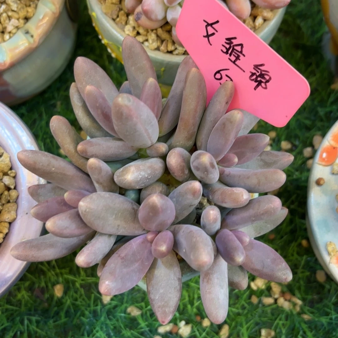 月***上云南金致家精品多肉