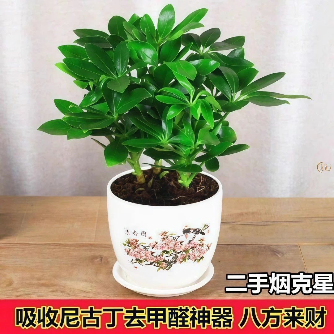 八方来财盆栽四季常青室内鹅掌柴苗绿植净化空气发财树苗鸭脚木苗
