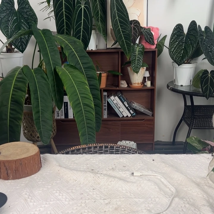 不开花植物超大麦克道尔