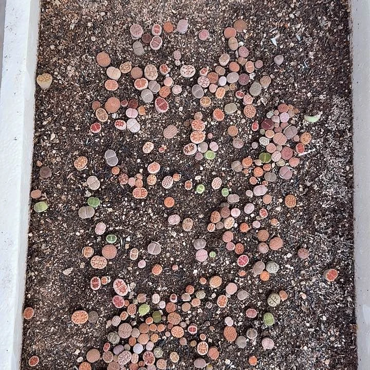 340生石花整筐脱土发货
