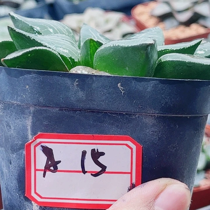 十二卷 实生寿 特选