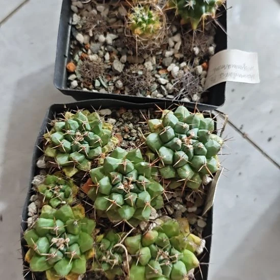 两盆一起发货，实生播种带大