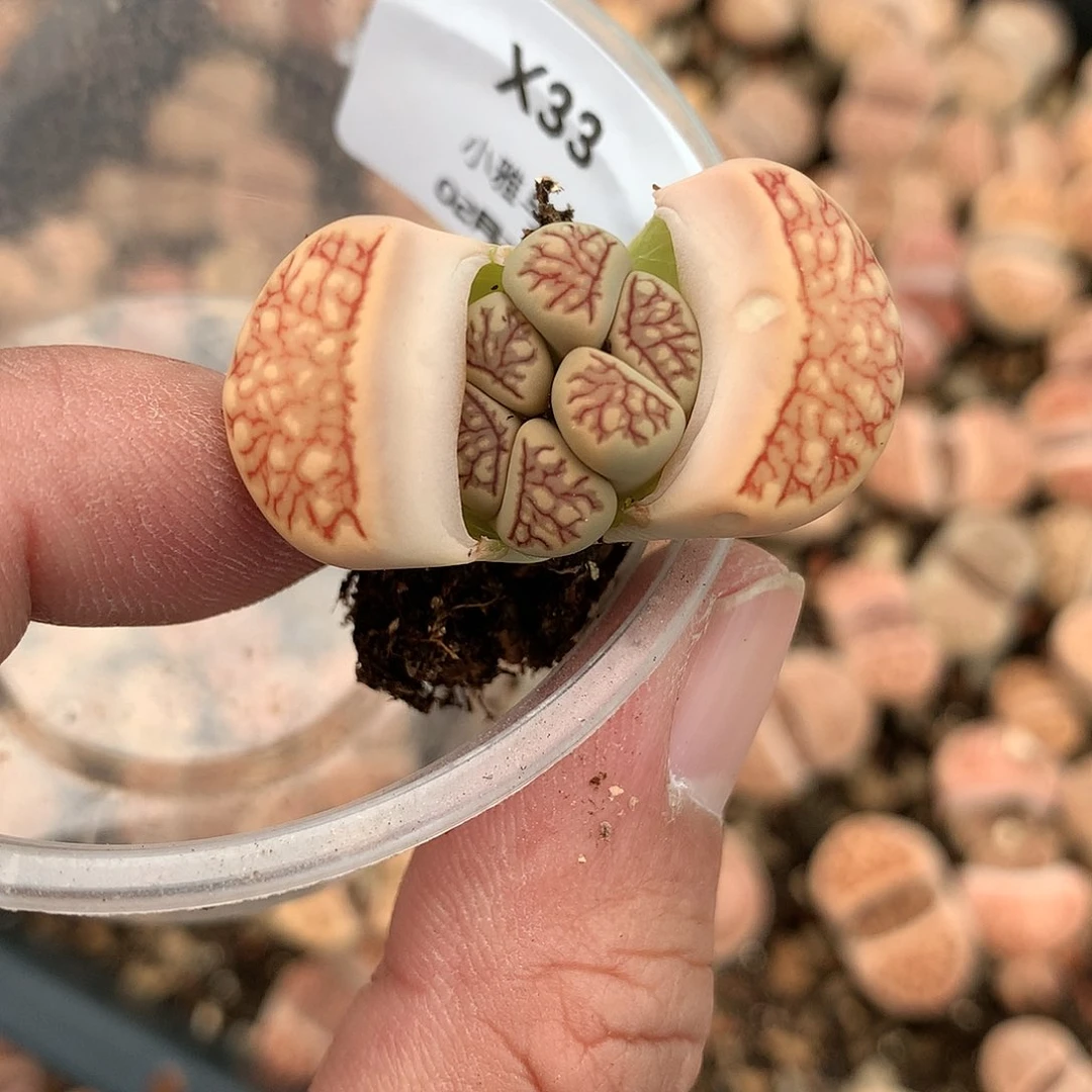 核****2X33的人多肉植物