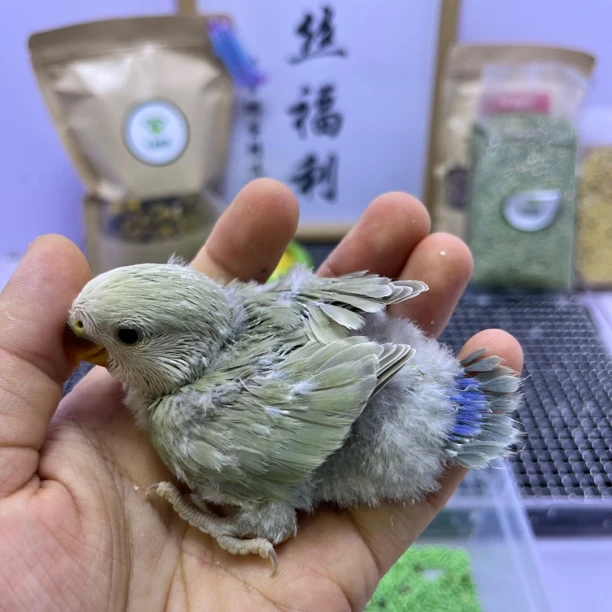 牡丹鹦鹉-精品苹果绿美桂母E10675