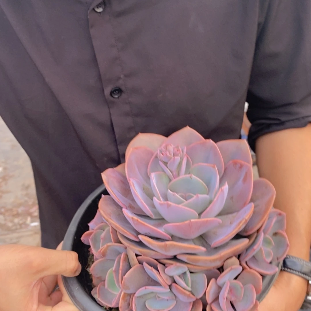 单头带仔尘埃玫瑰