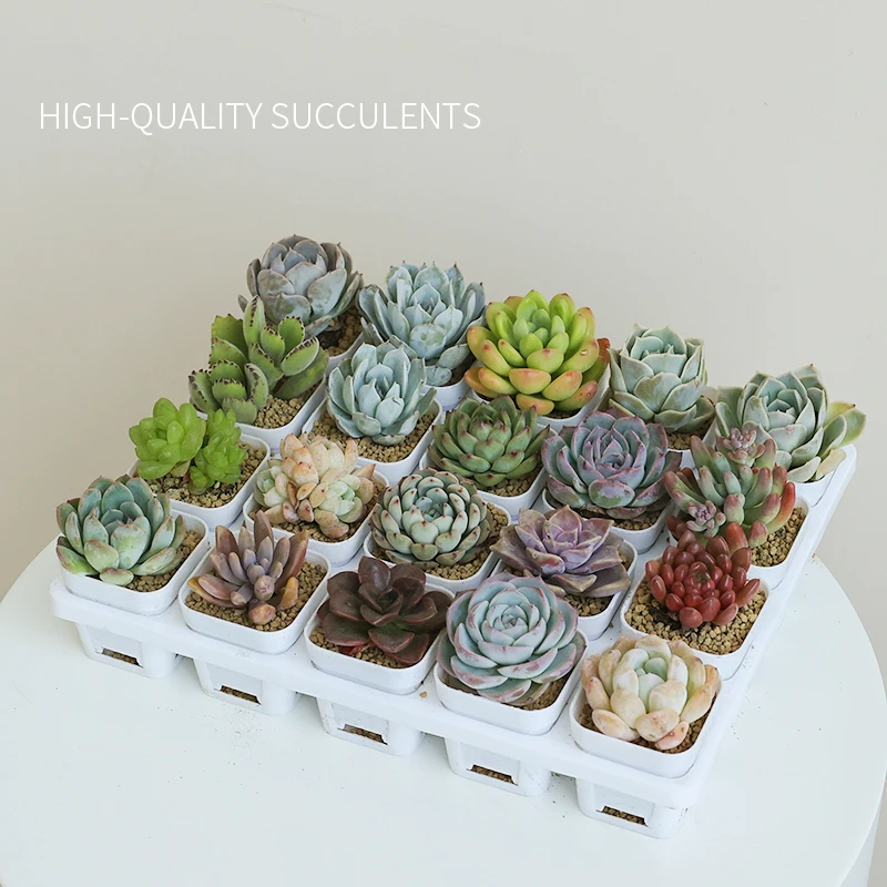 【花满福】基地直发20颗精选多肉不重复含盆含土组合套装新手萌宠