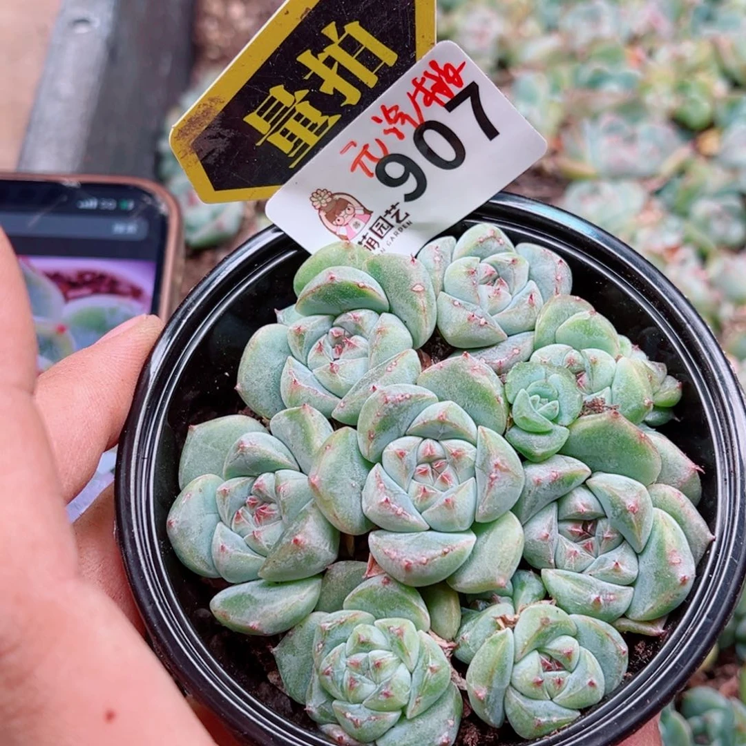 多肉植物多肉植物