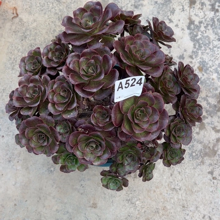 524魅金玫瑰朵朵26厘米