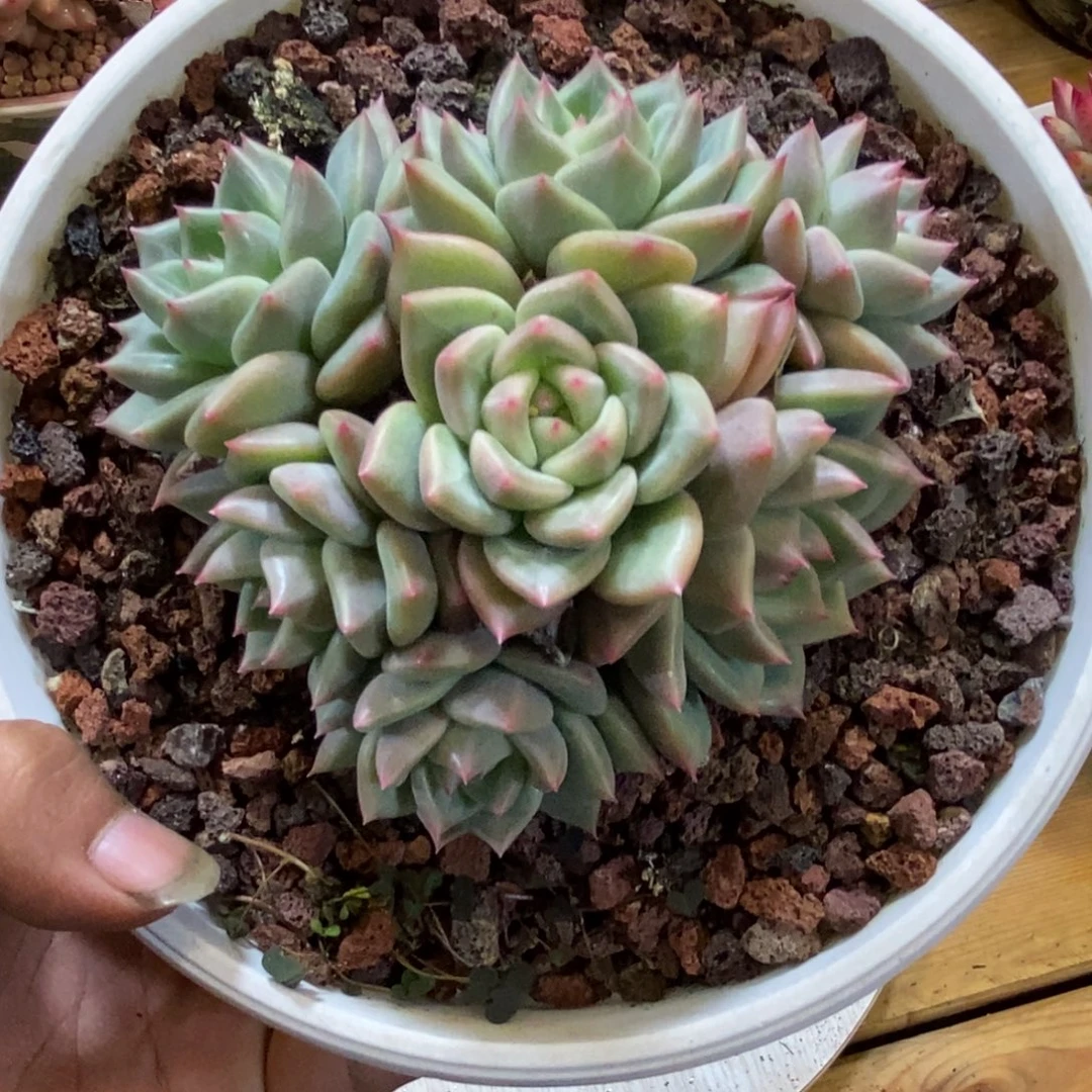 群生多头不知名的