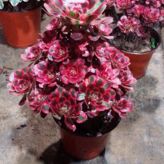 半***过无花朵初恋法师多肉植物39号