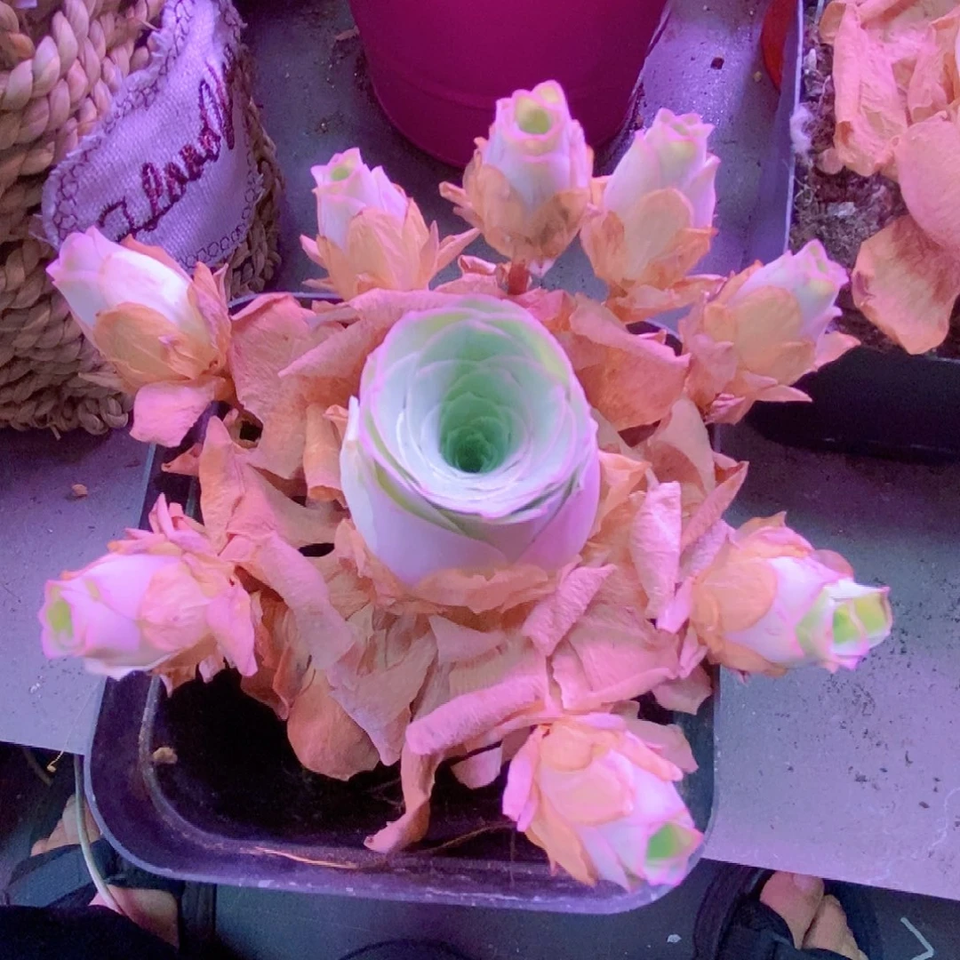 山地玫瑰福利一物一拍003sp