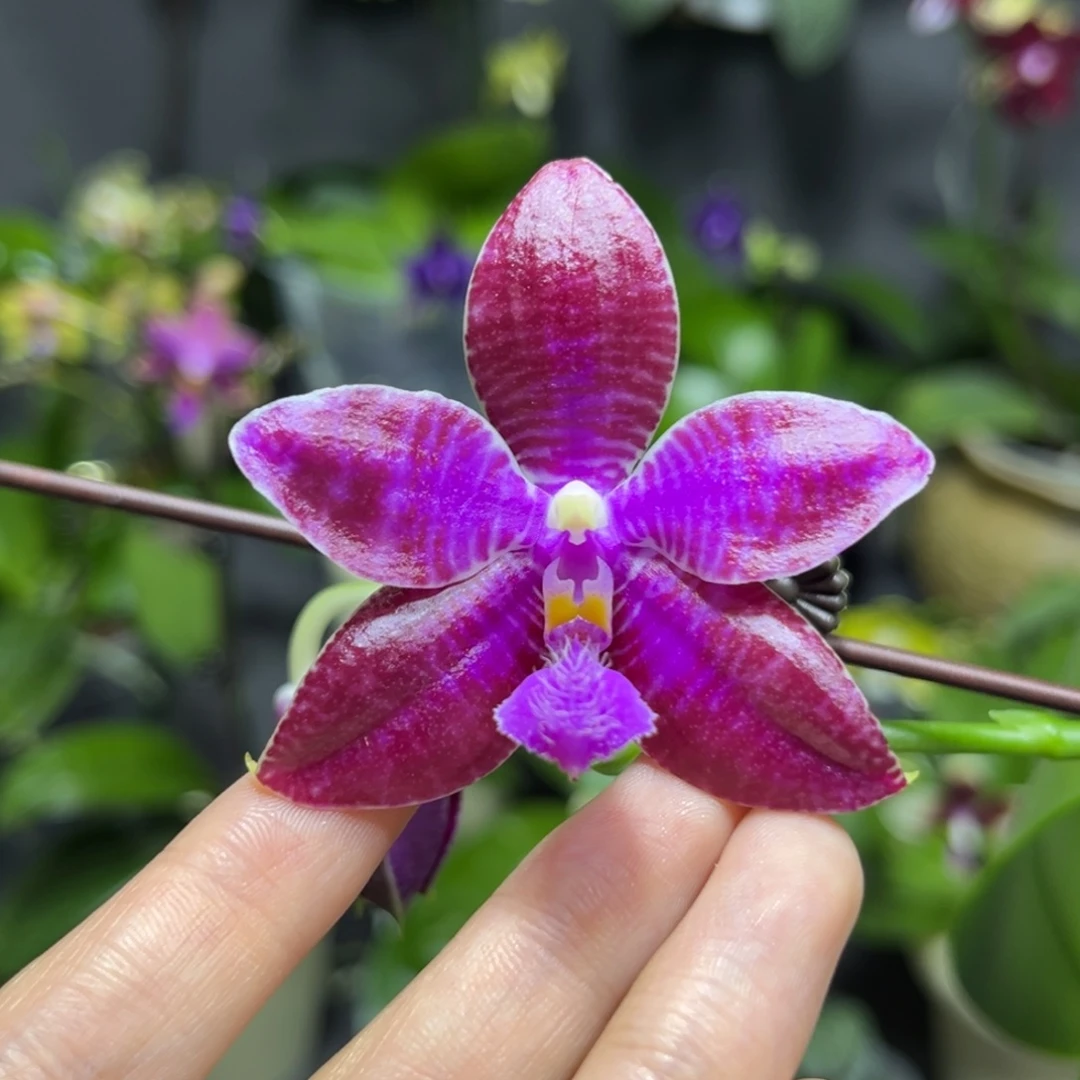 完全开放2.5寸yc70开花株