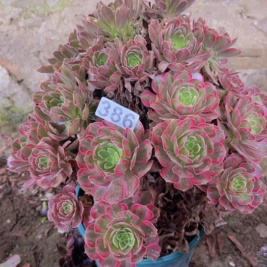 用***1多肉植物一个安娜