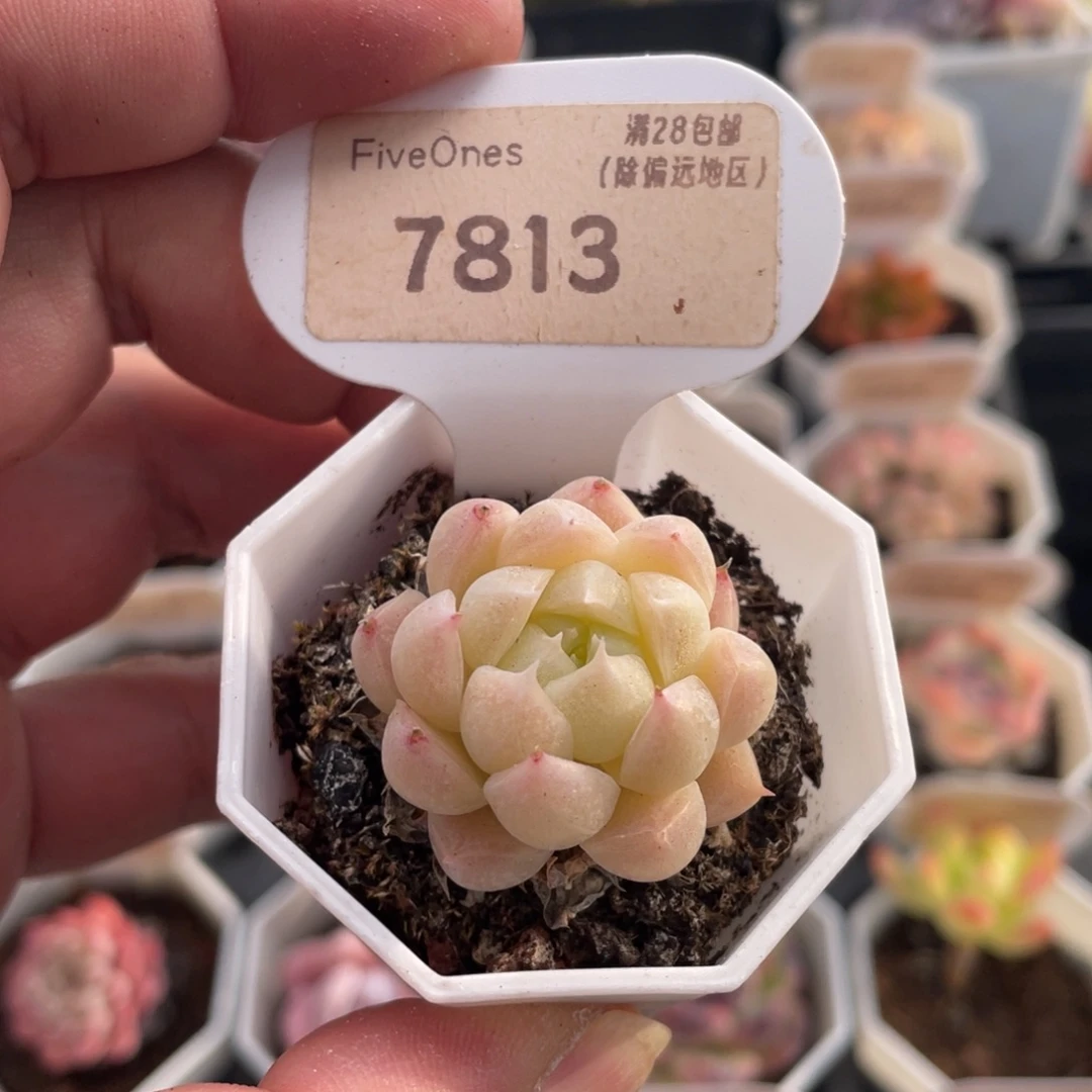 麦秆7813-3.5厘米