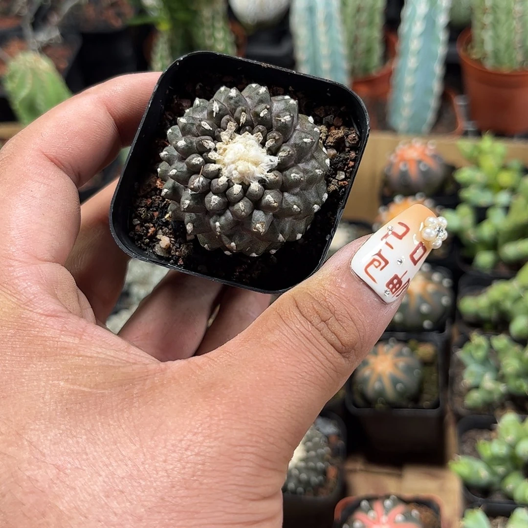 墨蝶单头发货单头发