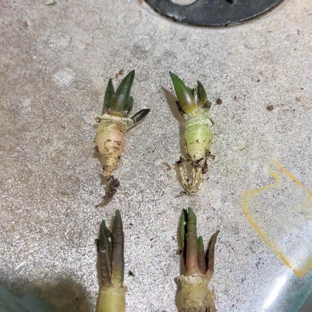 实生龟甲，黑牡丹一物一拍