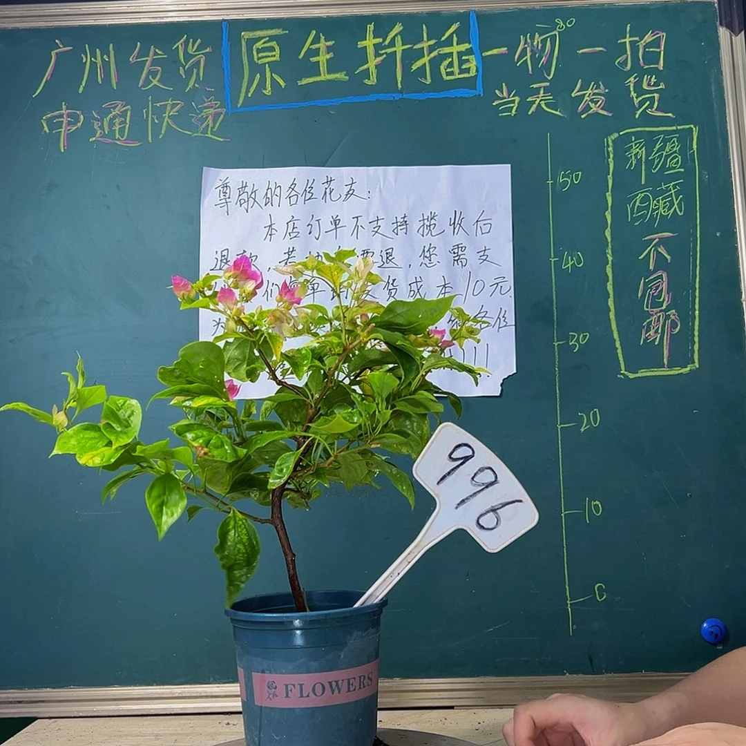 当前无花栽培后可以开花 造型杆 斑红樱 996