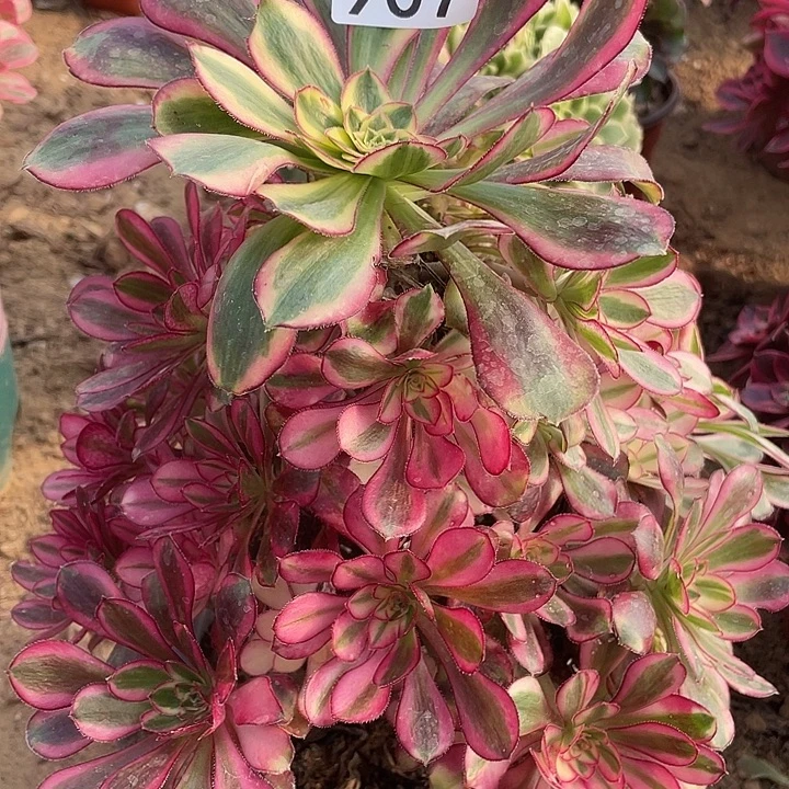 巧***巧无花朵907冰淇淋多肉植物