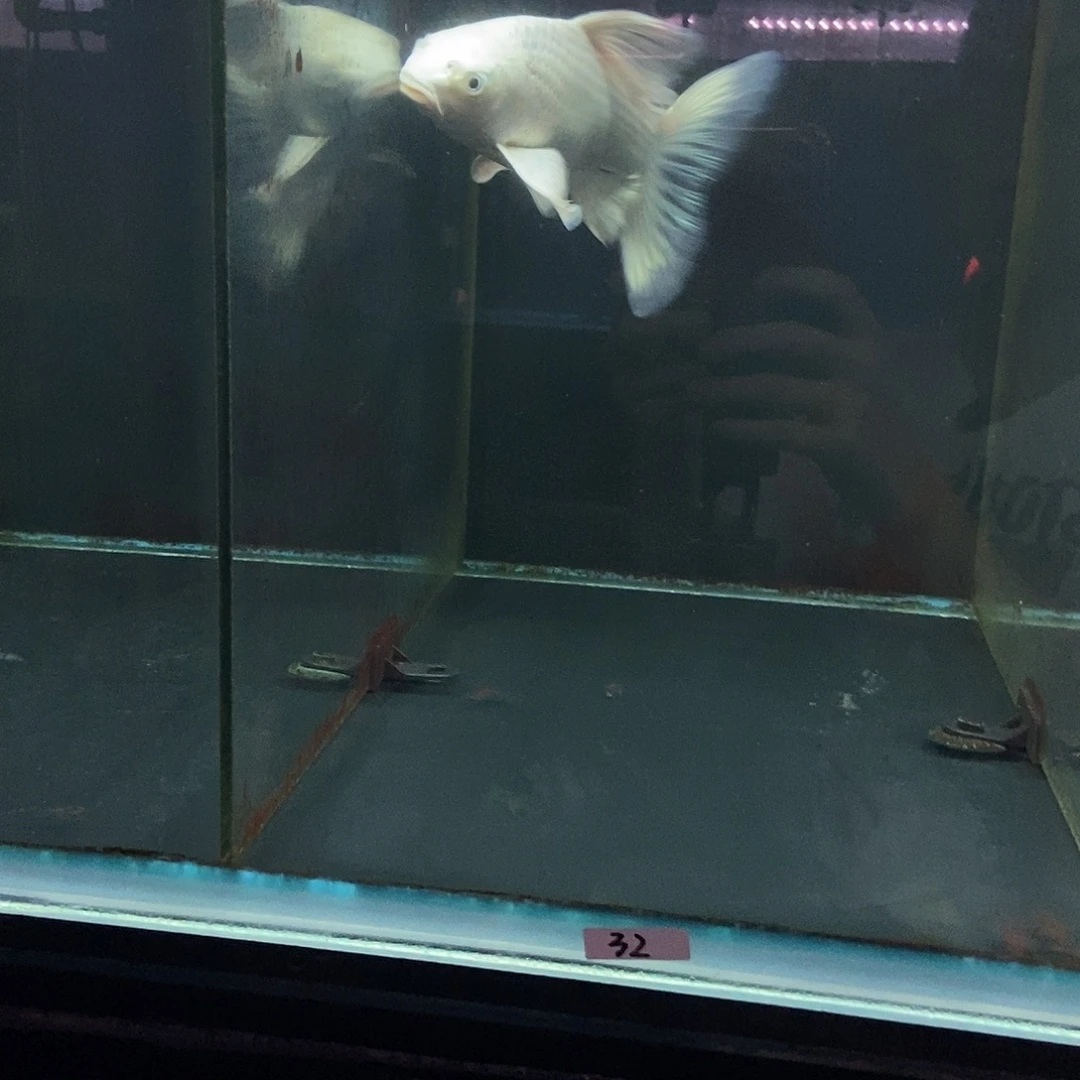 笑***ぐ蝴蝶鲤鱼32号白色蝴蝶鲤