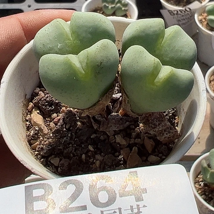 钧***钧无花朵264号少将军的一个