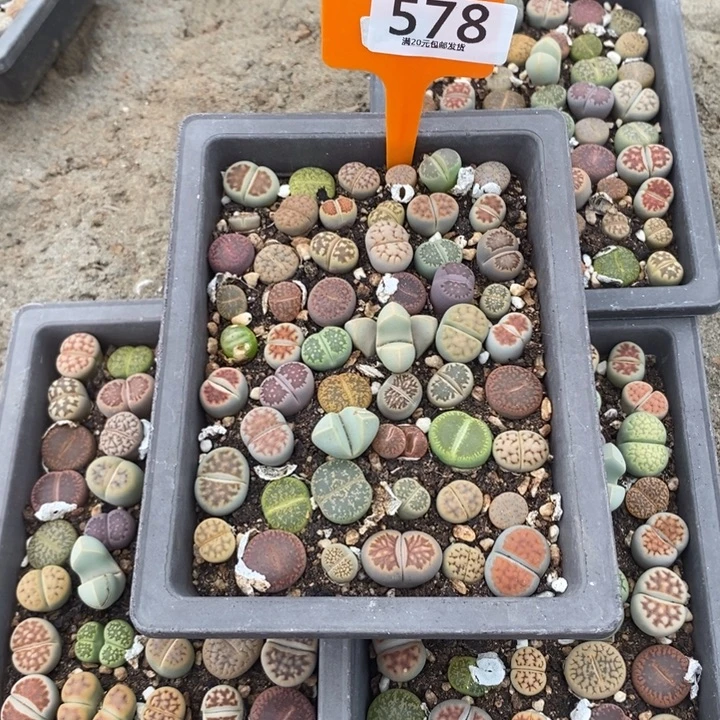 G***o生石花等植物的生长578